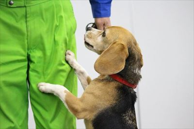 シロアリ探知犬
