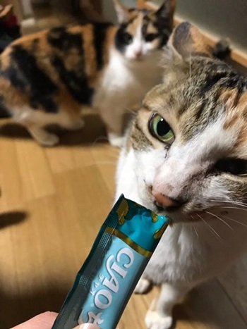 ちゅーるを食べるうりちゃん写真