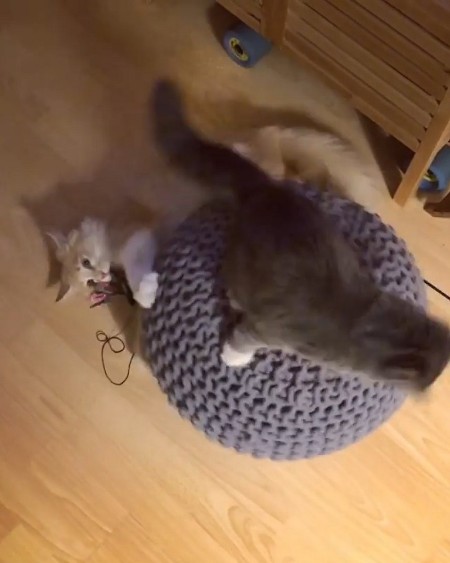 catcarousel