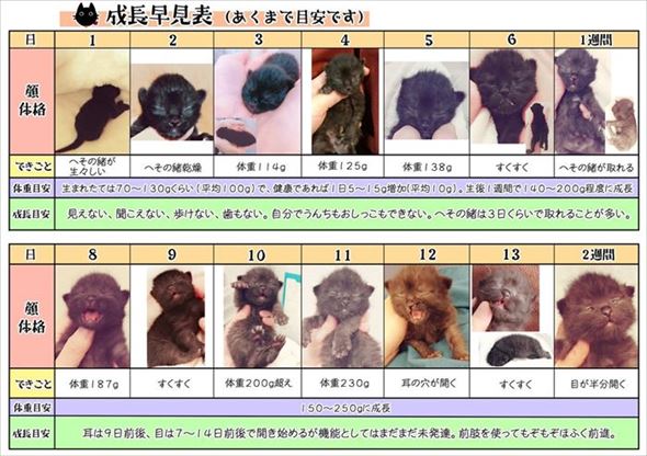 仔猫の成長早見表