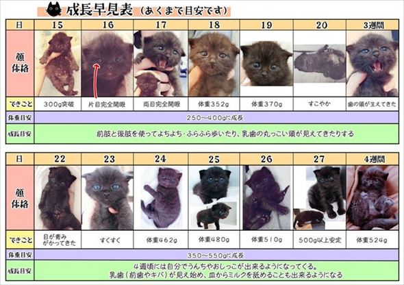 仔猫の成長早見表