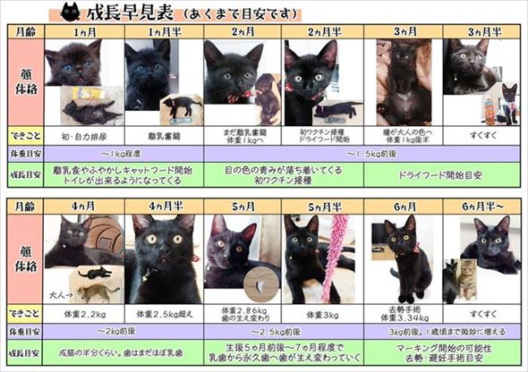仔猫の成長早見表