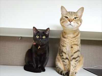 仔猫の成長早見表