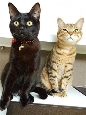 仔猫の成長早見表