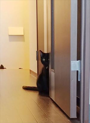 仔猫の成長早見表