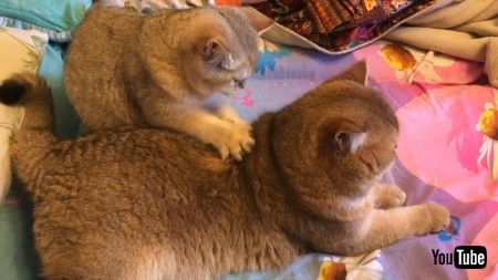 ふみふみ猫ちゃん