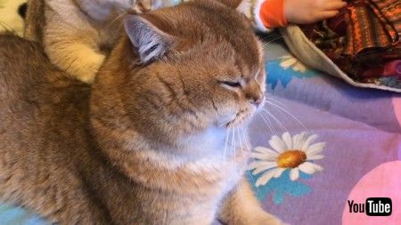 ふみふみ猫ちゃん