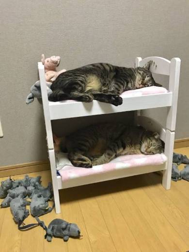 ドールベッド 猫ベッド