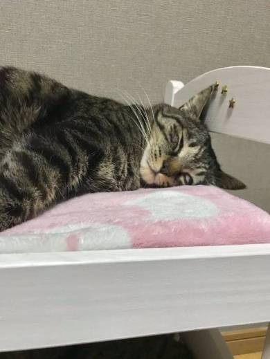 ドールベッド 猫ベッド