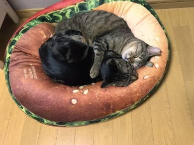 ドールベッド 猫ベッド