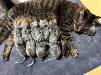 ドールベッド 猫ベッド