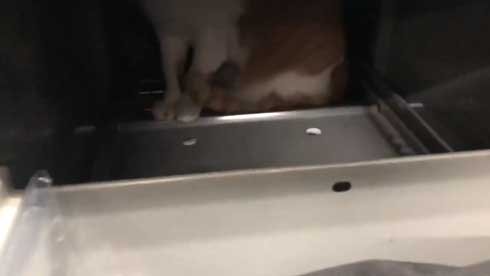 デスク 引き出し 奥 隠れる ネコ 猫 注意喚起 青木防災