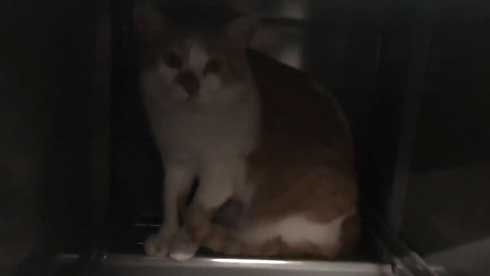 デスク 引き出し 奥 隠れる ネコ 猫 注意喚起 青木防災