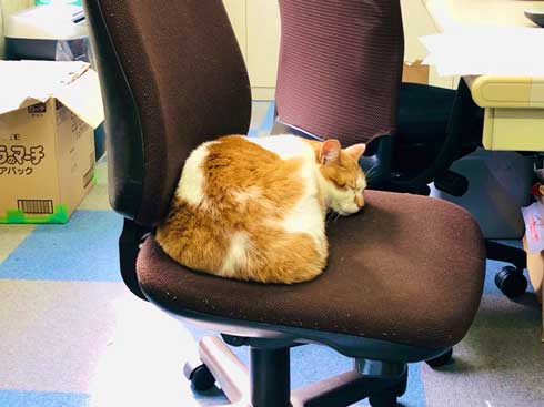 デスク 引き出し 奥 隠れる ネコ 猫 注意喚起 青木防災