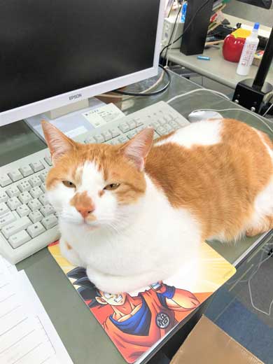 デスク 引き出し 奥 隠れる ネコ 猫 注意喚起 青木防災