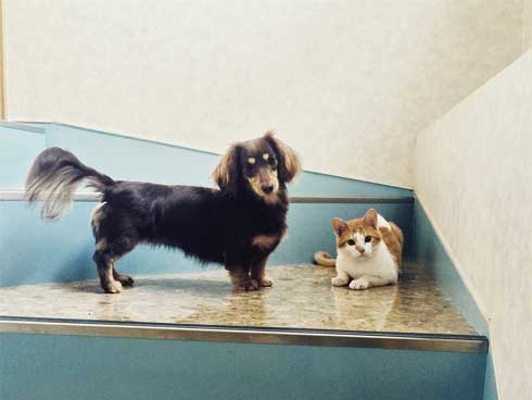 デスク 引き出し 奥 隠れる ネコ 猫 注意喚起 青木防災