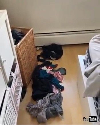 ギルティわんこ