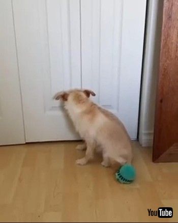 ギルティわんこ