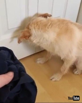 ギルティわんこ