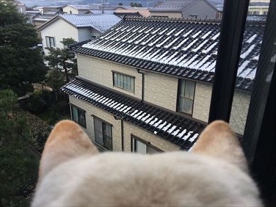 白柴『きなこ』のお気楽ブログ