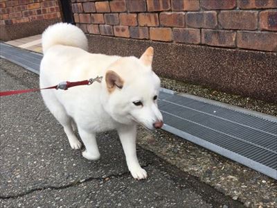 白柴『きなこ』のお気楽ブログ