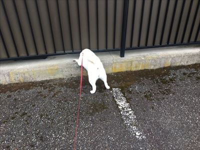 白柴『きなこ』のお気楽ブログ