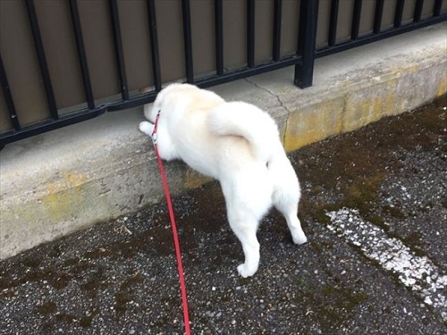 白柴『きなこ』のお気楽ブログ