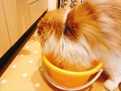 なめネコれおくんピーチくん