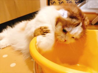 なめネコれおくんピーチくん