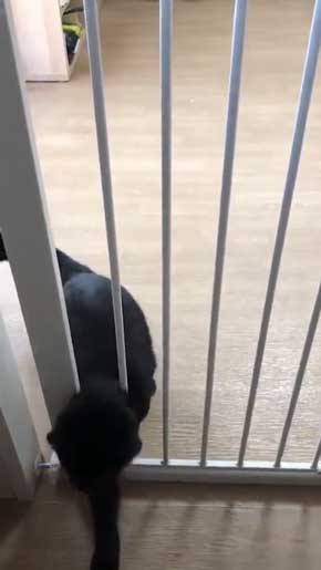 柵 腹でつっかえる 猫 抜けられない