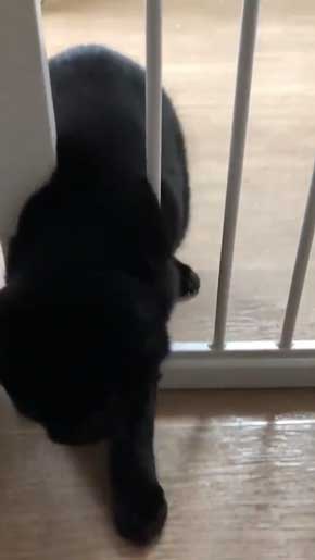 柵 腹でつっかえる 猫 抜けられない