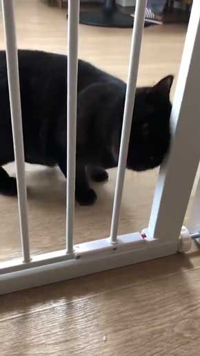柵 腹でつっかえる 猫 抜けられない