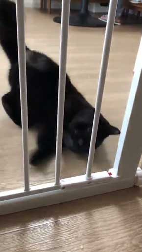 柵 腹でつっかえる 猫 抜けられない