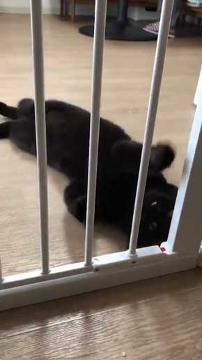 柵 腹でつっかえる 猫 抜けられない