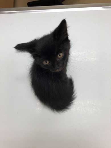 柵 腹でつっかえる 猫 抜けられない