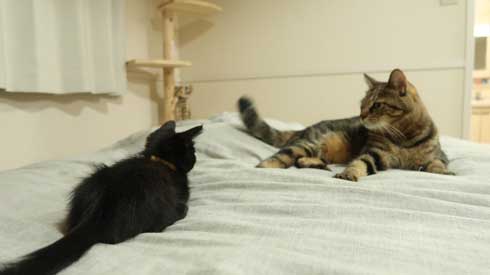 柵 腹でつっかえる 猫 抜けられない