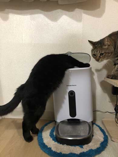 柵 腹でつっかえる 猫 抜けられない