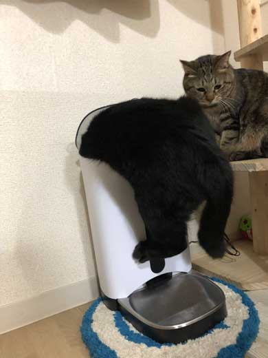 柵 腹でつっかえる 猫 抜けられない