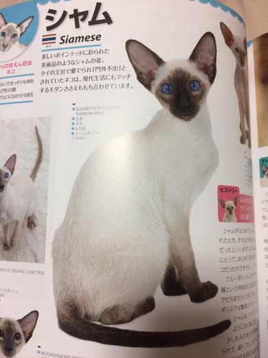 猫 シャム タイ 品種 見た目 違い