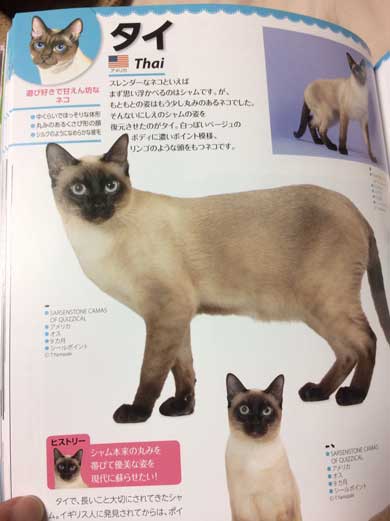 猫 シャム タイ 品種 見た目 違い