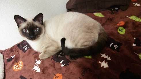 猫 シャム タイ 品種 見た目 違い