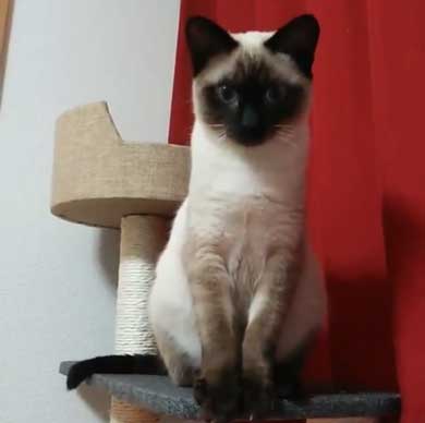 猫 シャム タイ 品種 見た目 違い