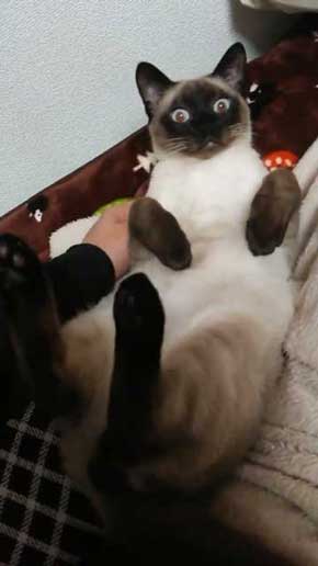 猫 シャム タイ 品種 見た目 違い