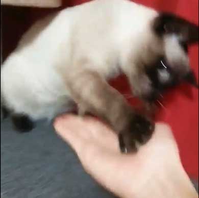 猫 シャム タイ 品種 見た目 違い