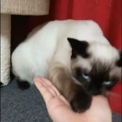 猫 シャム タイ 品種 見た目 違い