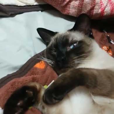 猫 シャム タイ 品種 見た目 違い