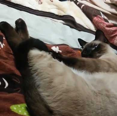 猫 シャム タイ 品種 見た目 違い