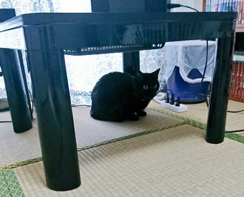 元こたつ 呆然 黒 猫 春