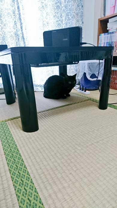 元こたつ 呆然 黒 猫 春