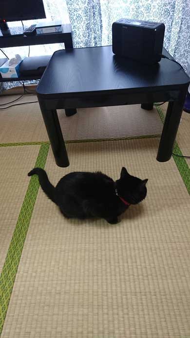 元こたつ 呆然 黒 猫 春